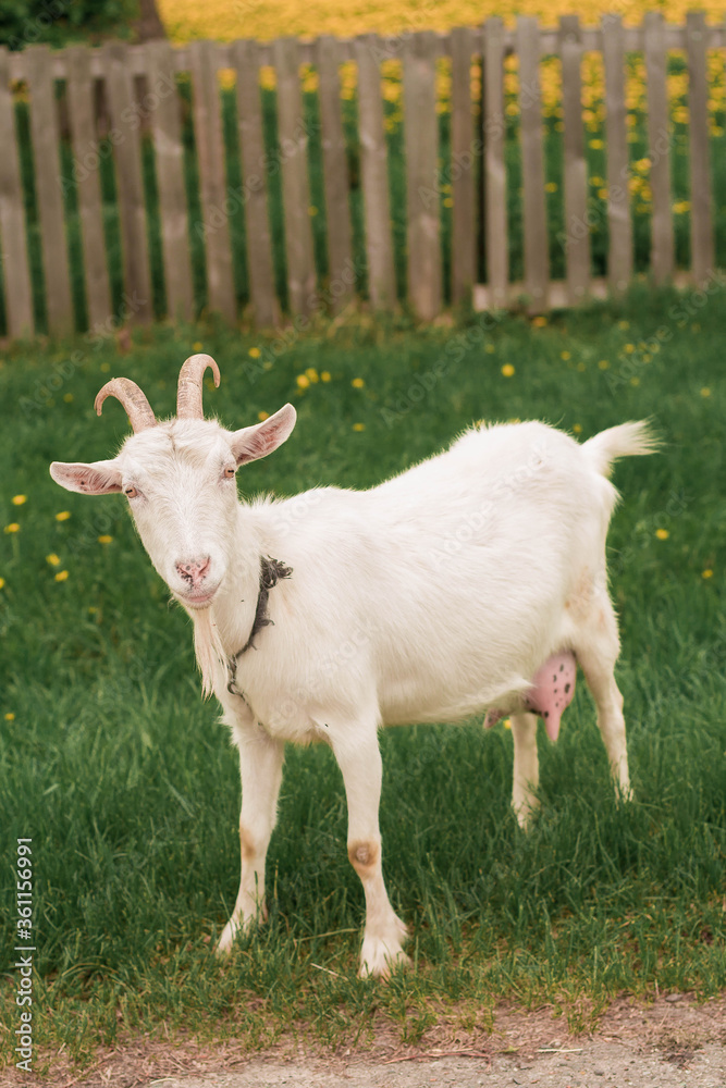 wild, ibex, animal, outdoors, field, outdoor, portrait, goat, hiking, nature, natural, childhood, green, wildlife, pet, park, village, white goat, farm, grass, wild goat, mammal, white, view, beautifu