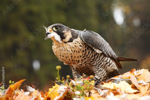 Peregrine Falcon, Falco peregrinus, with kill pheasant on the ground in the orange autumn leaves, Czech Republic photo