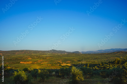 Plantations of olive trees. The valleys and hills are planted with olives. Production of olive oil, and olives. Greece, Kalamata, Halkidiki.