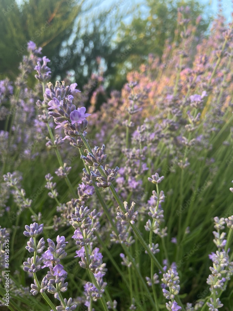 Obraz premium Beautiful luxurious purple lavender grows in nature in the garden