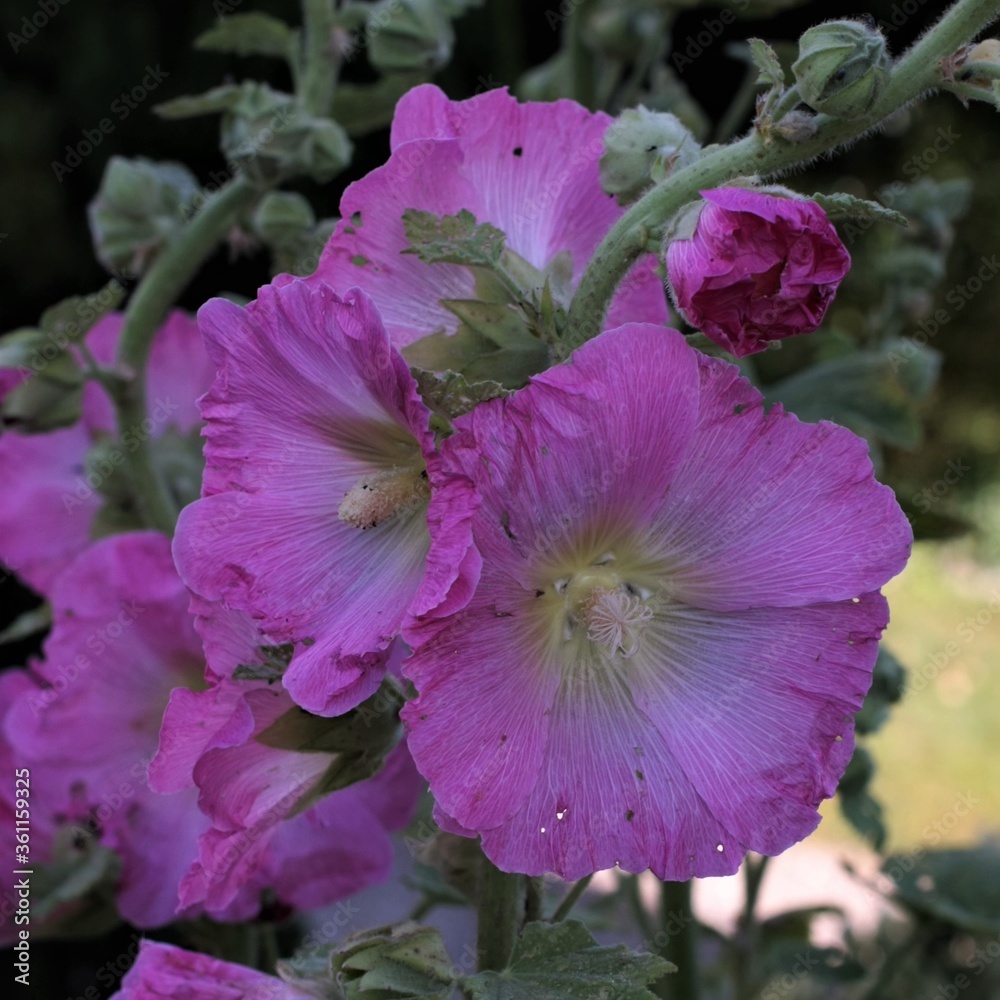 Naklejka premium rose trémière
