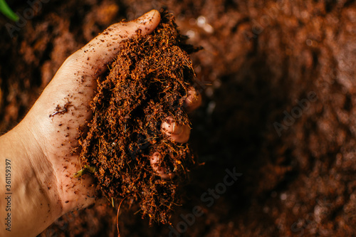 Male hands holding coconut coir husk fiber. Coconut coir,  fine coconut dust. Agriculture and organic planting concept.    