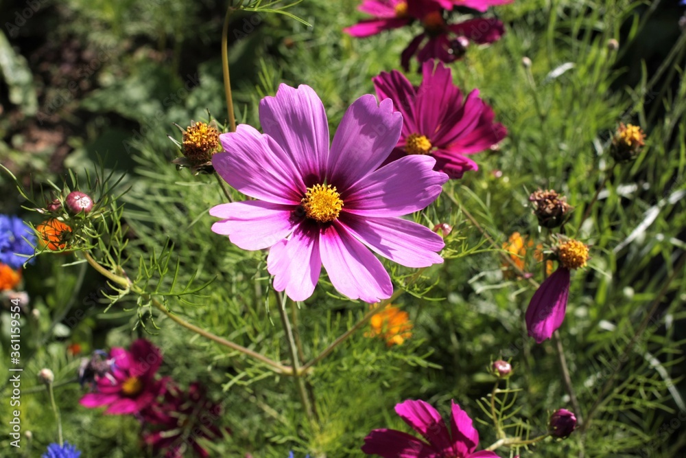 Obraz premium cosmos rose