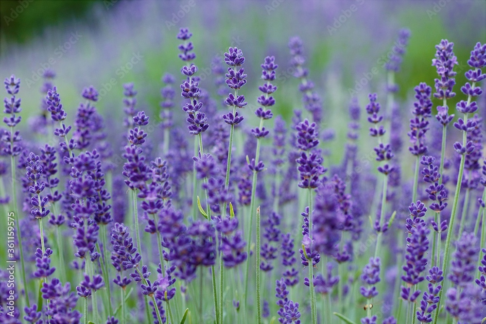 Naklejka premium Lawenda 1