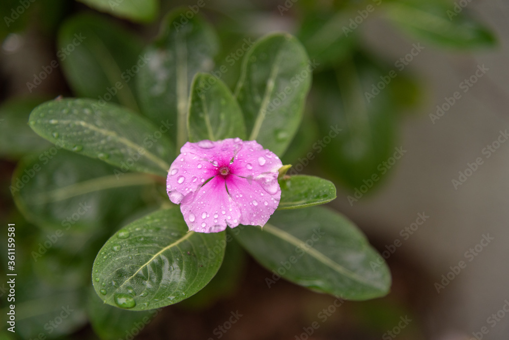 Kiss flowers (Psychotria elata) wet in rainy day Kiss flowers (Psychotria elata) wet in rainy day