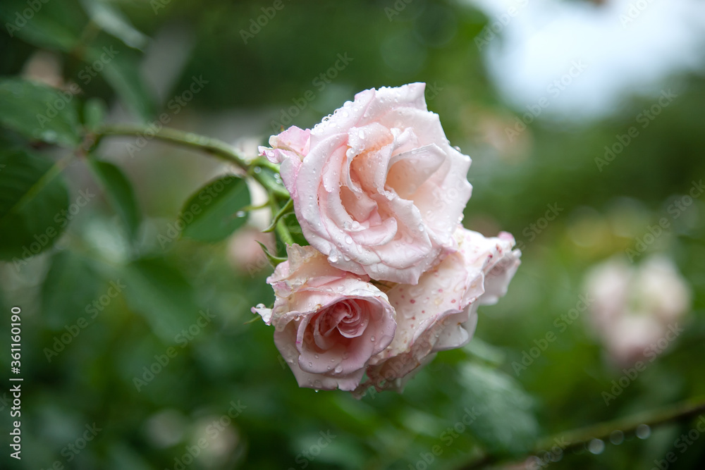 Abstract blurred background leaves flowers rose petals dew drops. Background banner postcard background Copy space. Pink and white roses after rain buds
Abstract blurred background leaves flowers rose petals dew drops. Background banner postcard background Copy space. Pink and white roses after rain buds