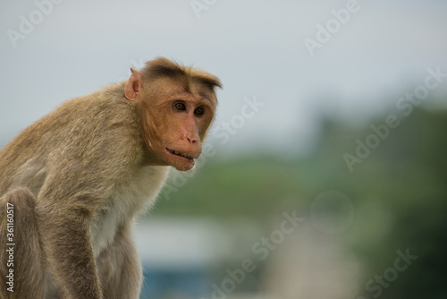Monkey © foto_images
