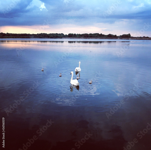 Swans on the lake