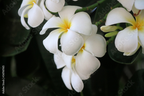 Hawaii Flower  White  Plumeria