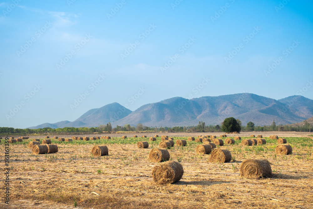 rolled hay  in harvested field against blue sky