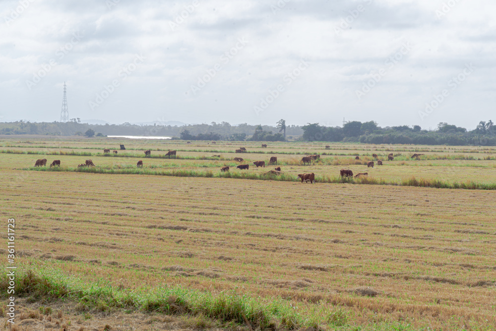 Oxen and cows grazing outdoors in extensive cattle ranching in southern Brazil