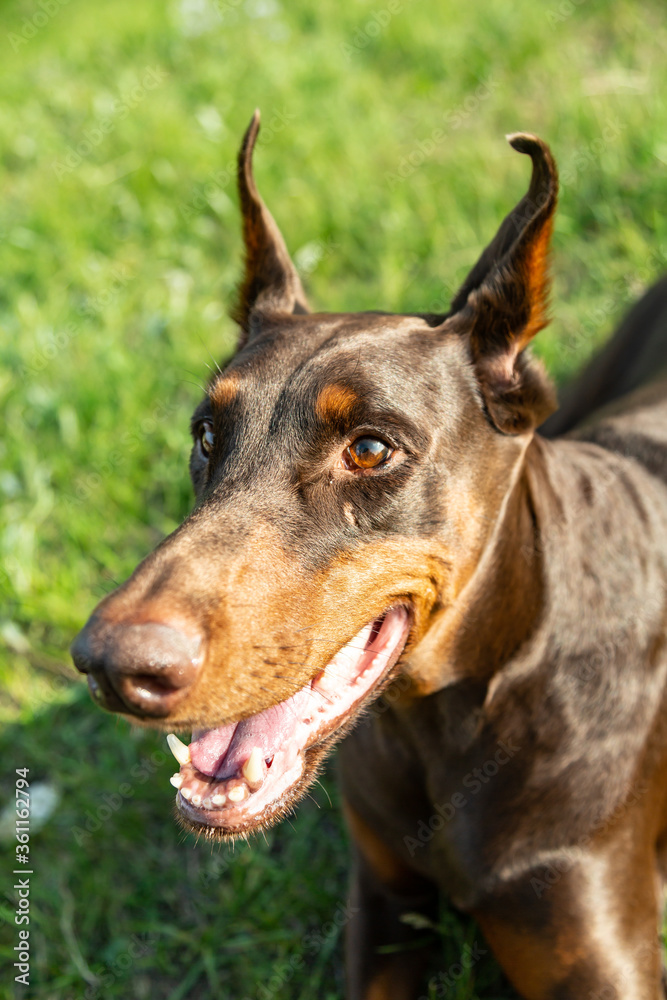 Muzzle brown-and-tan Doberman Dobermann dog. Closeup portrait on green grass background. Vertical orientation. 
