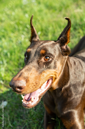 Muzzle brown-and-tan Doberman Dobermann dog. Closeup portrait on green grass background. Vertical orientation. 