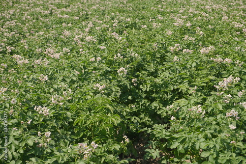 potatoes bloom on the field