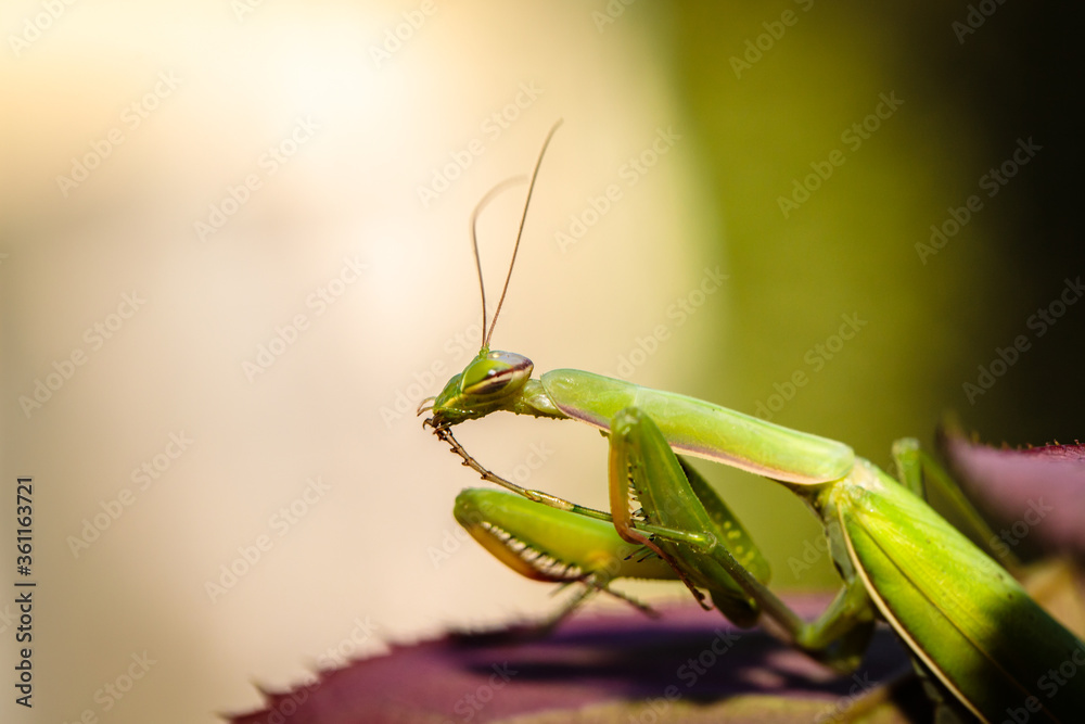 mantis ordinary on the bush with green leaves. close-up mantis ordinary on the bush with green leaves. close-up