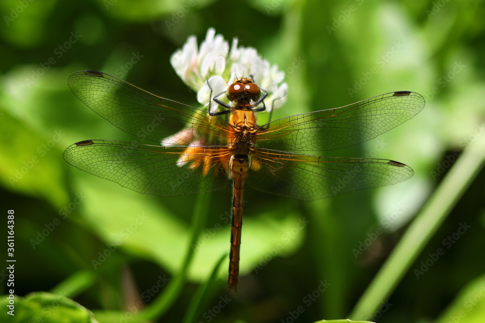 Orange Meadowhawk (Sympetrum spp.) dragonfly resting on a white clover blossom
Orange Meadowhawk (Sympetrum spp.) dragonfly resting on a white clover blossom