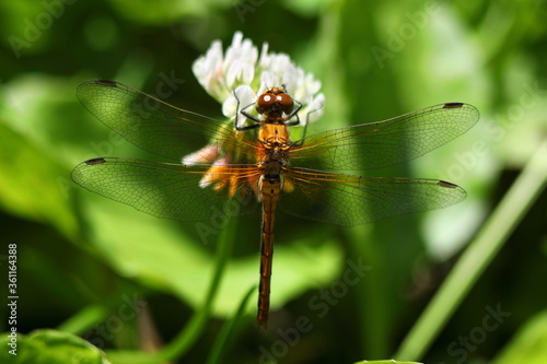 Orange Meadowhawk (Sympetrum spp.) dragonfly resting on a white clover blossom 