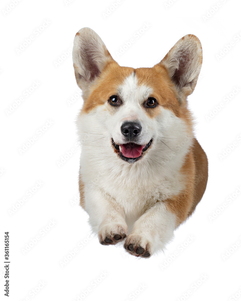  fly dog on a white background. jumps Smiling welsh corgi pembroke. Pet in the studio. For design