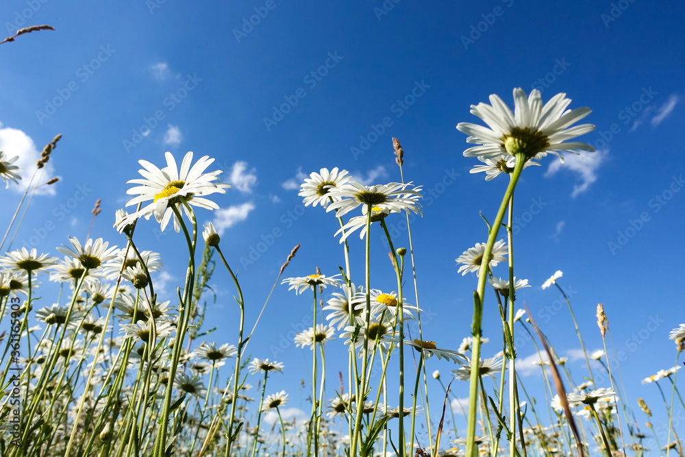 Chamomiles against the blue sky, view from below Chamomiles against the blue sky, view from below