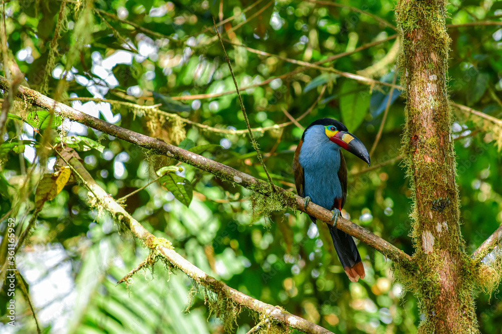 Obraz premium Tucán Andino