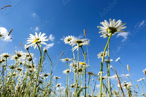 Chamomiles against the blue sky, view from below © Aleksandr