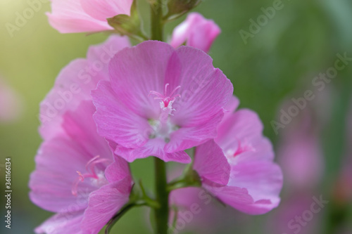 Macro closeup of pink blooming Malva alcea flower on blurred green background, plant is also known as hollyhock mallow and vervain mallow