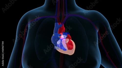 Rhythmical contraction/ heart beating of a human heart caused by electrical signals generated by the sinus node