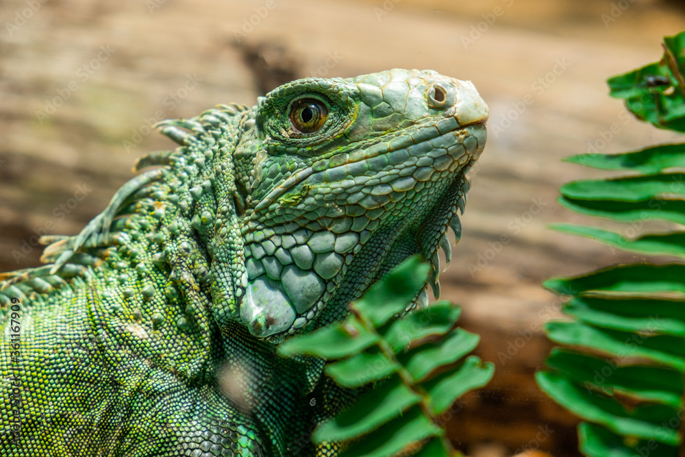 Close-up head of reptile, young green iguana.