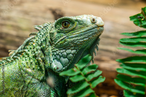 Close-up head of reptile  young green iguana.