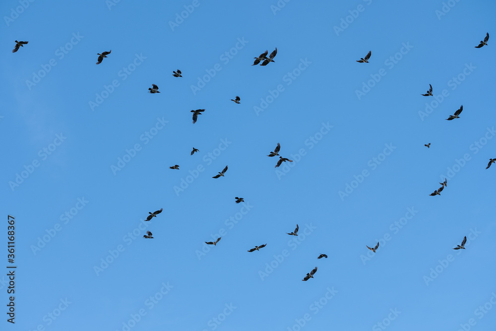 black birds flying in the sky, flock birds in the sky, bkack ravens