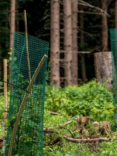 Neuanpflanzung von Jungbäumen im Mischwald