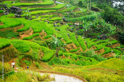 Beautiful green rice terrace paddies in Bogor district, west Java, Indonesia