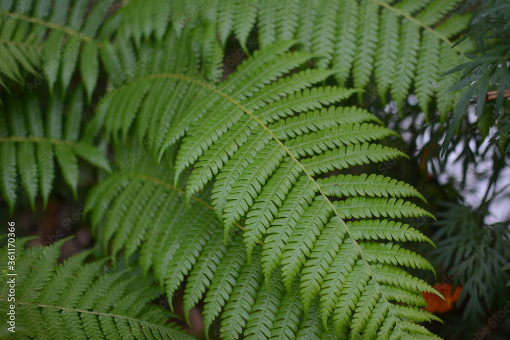 Fresh green fern leaves, closeup texture. Beautiful decorative leaves for design