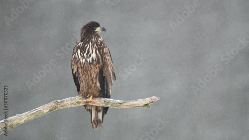 White tailed eagle (Haliaeetus albicilla) photo