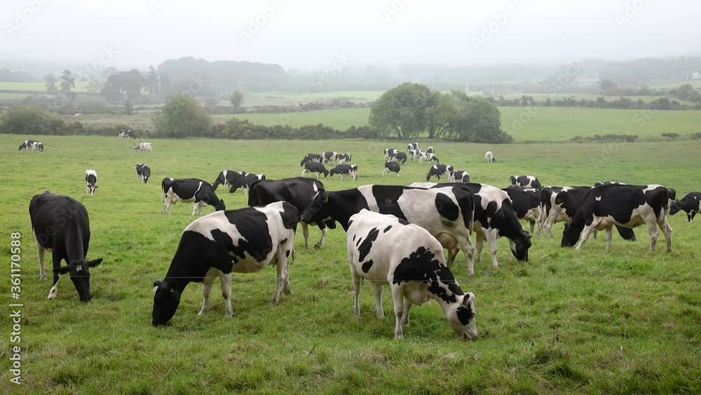 A Herd of Friesian Cattle Grazing in Foggy Fields, Ireland A Herd of Friesian Cattle Grazing in Foggy Fields, Ireland