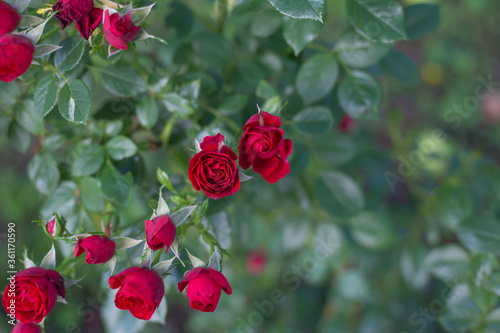 Rote Rosen am Strauch