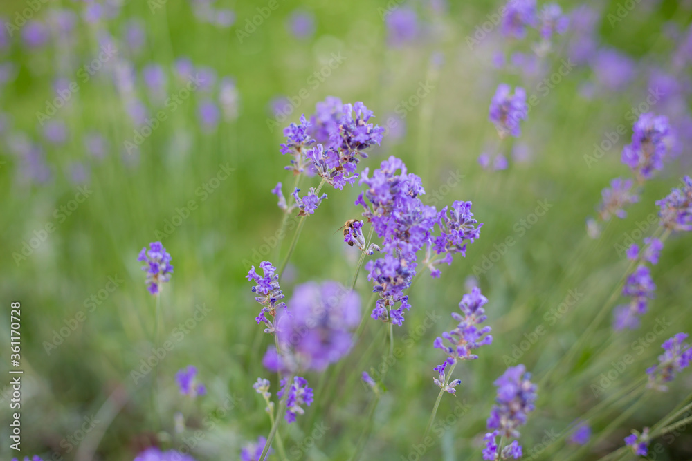 Obraz premium Lavendel mit einer Biene