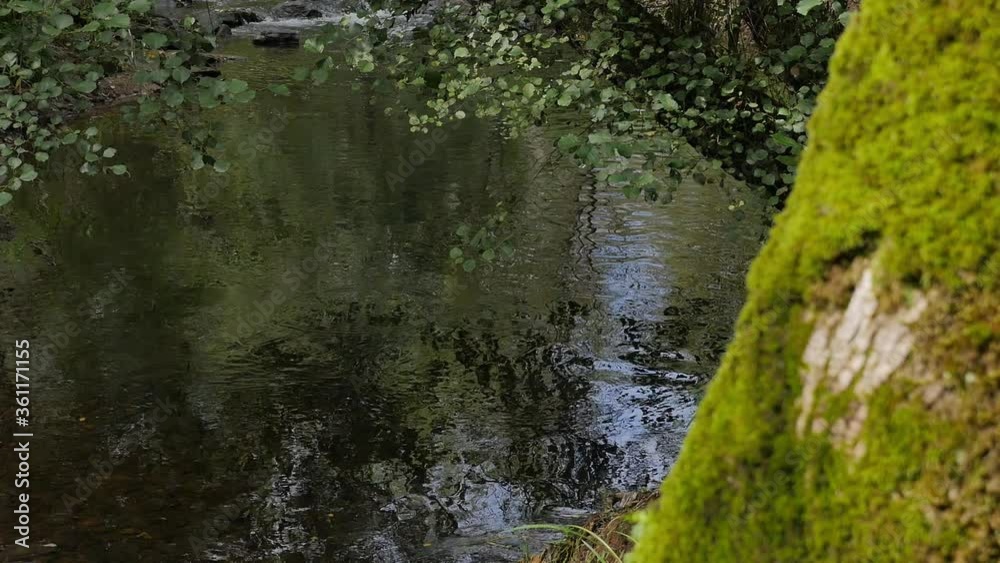 Mossy Tree on Foreground, Blue Sky with Clear Reflection from the River Water Mossy Tree on Foreground, Blue Sky with Clear Reflection from the River Water