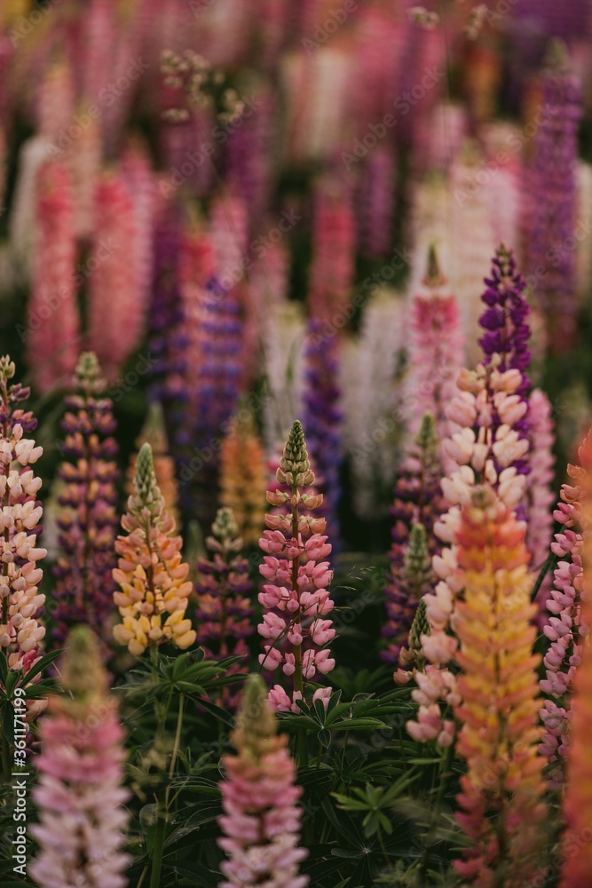 flower, nature, plant, flowers, purple, summer, spring, bloom, garden, green, lupin, blossom, flora, field, lupine, wild, blue, lavender, floral, pink, color, meadow, blooming, macro, leaf flower, nature, plant, flowers, purple, summer, spring, bloom, garden, green, lupin, blossom, flora, field, lupine, wild, blue, lavender, floral, pink, color, meadow, blooming, macro, leaf
