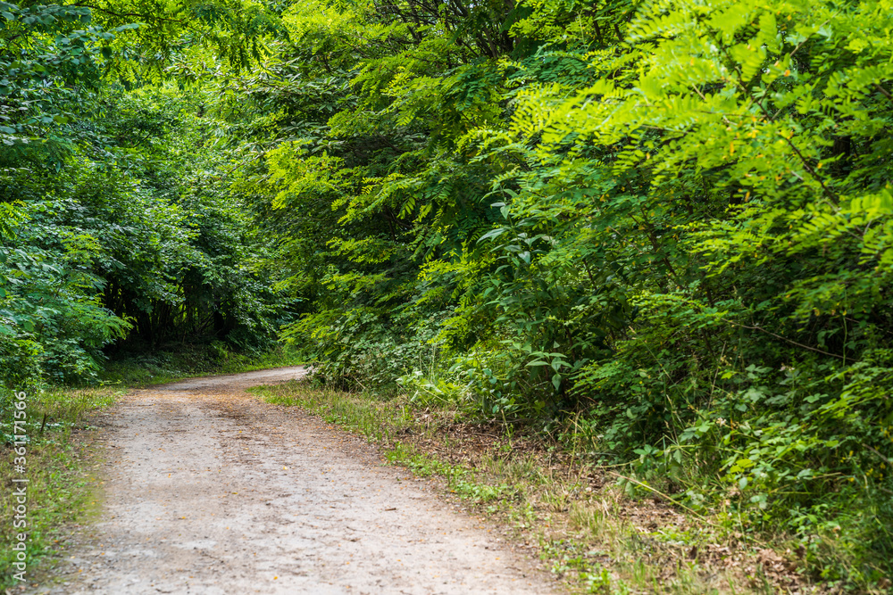 A path in the Monticolo forest full of summer greenery in Italian South Tyrol