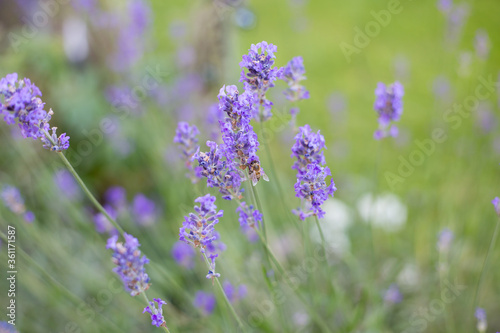 Lavendel mit einer Biene