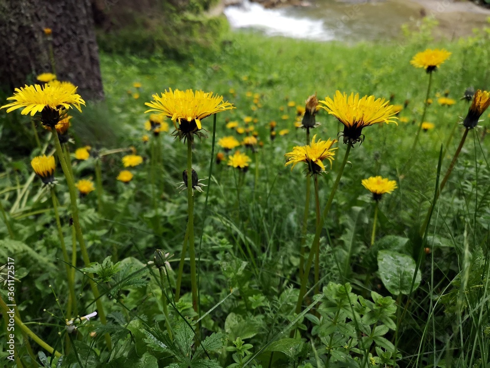 Alpine meadows with yellow dandelions in the grass. Dandelions in the grass