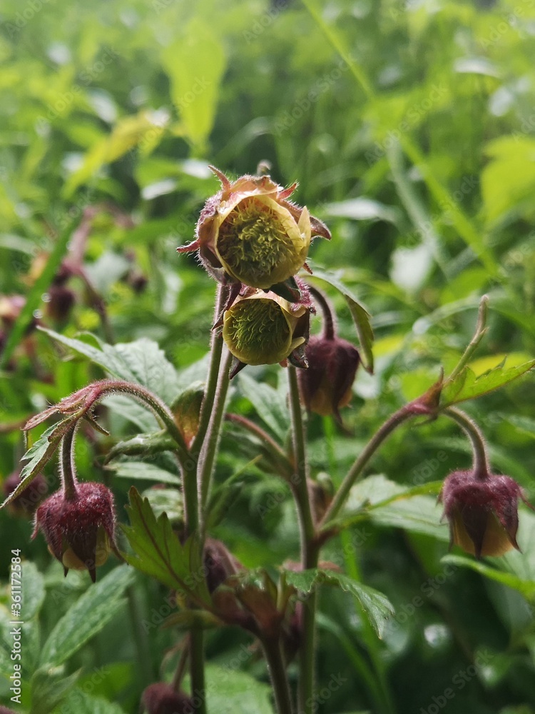 Water avens flowers in the mountains. Geum rivale L. Rosaceae Water avens flowers in the mountains. Geum rivale L. Rosaceae