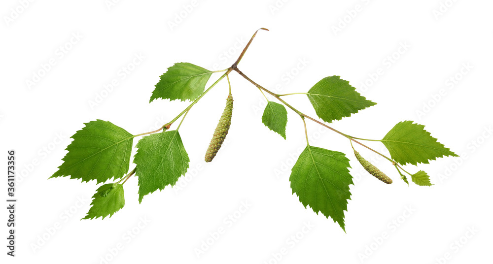 Fototapeta premium Birch branch with young leaves and catkins isolated on white background