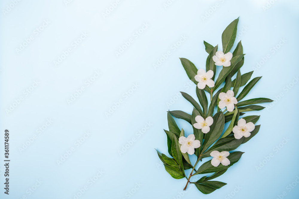 Floral composition of fresh white flowers and green leaves on a blue background, space for text. Spring background. Flat lay.