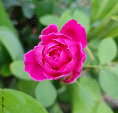 pink rose with green leaves spreading love