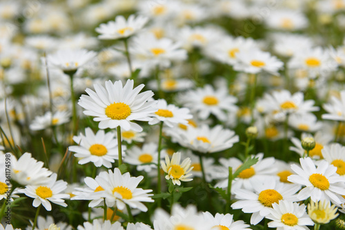 Beautiful daisy camomile flower. © resul