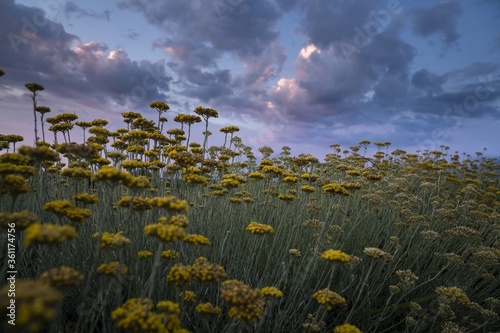 Valokuva Beautiful view of a field of everlasting flowers with puffy clouds in Croatia
