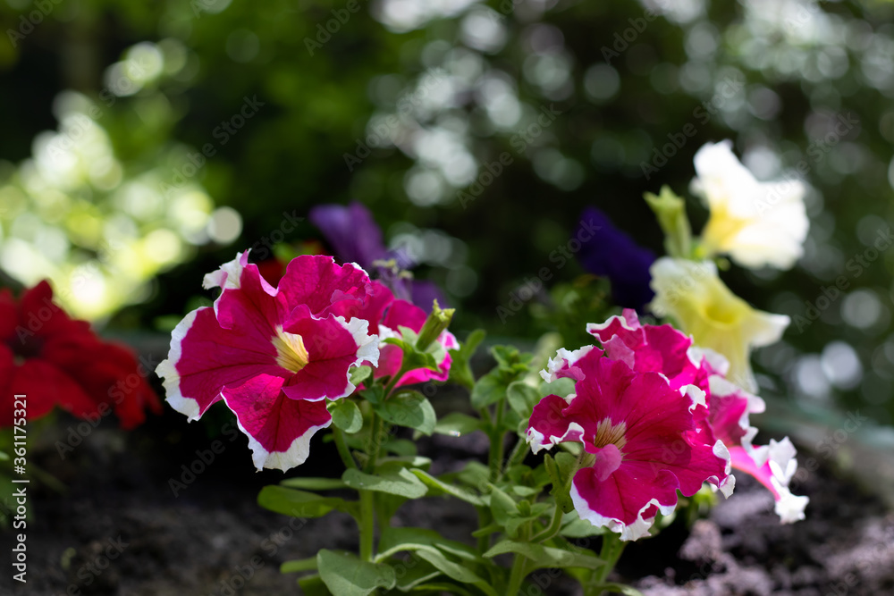  image of beautiful flowers in the garden close-up