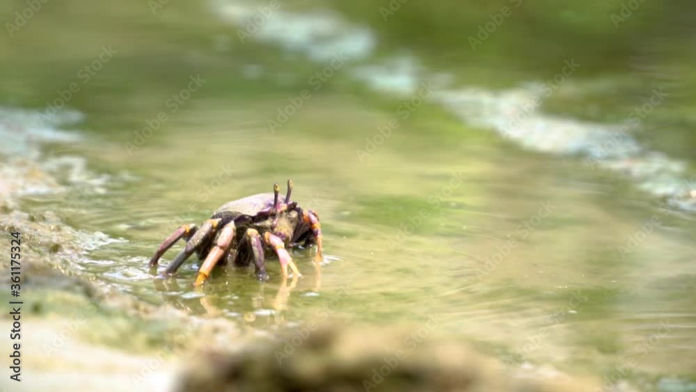 Small crab eating in algae in slow motion
Small crab eating in algae in slow motion